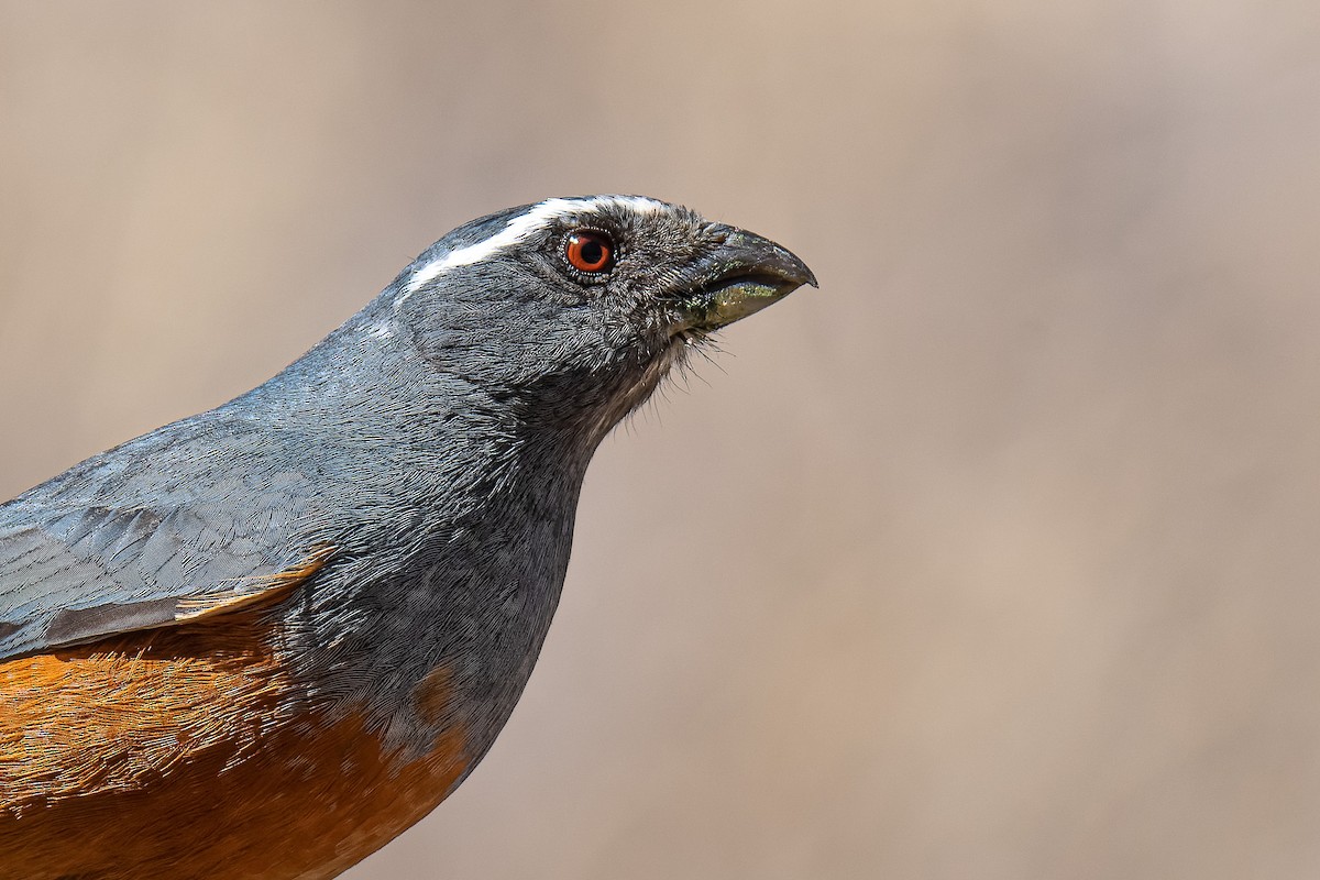 Rufous-bellied Mountain Tanager - Pablo Ramos