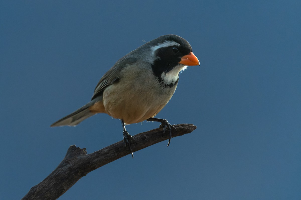 Golden-billed Saltator - ML497211211