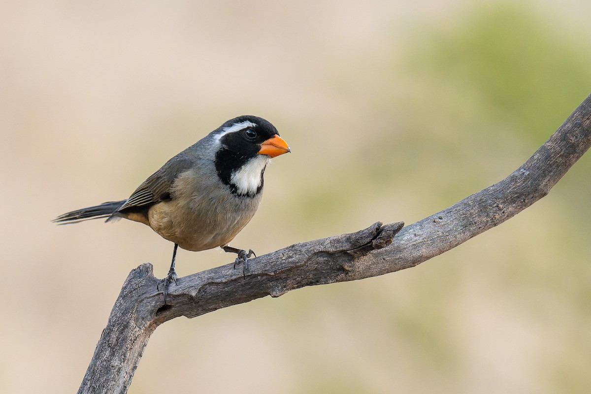 Golden-billed Saltator - ML497211221