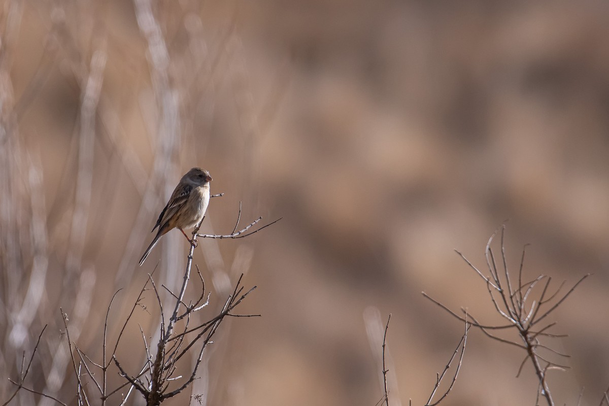 Plain-colored Seedeater - ML497211261