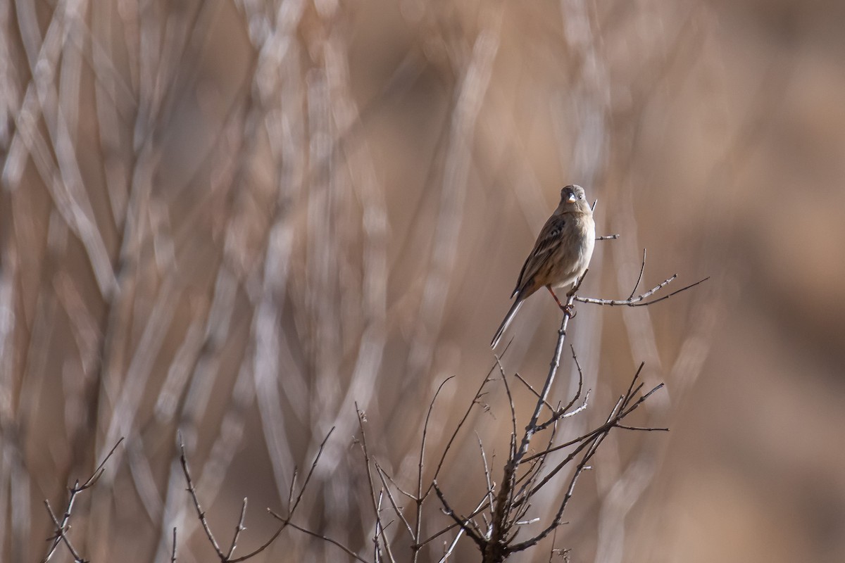 Plain-colored Seedeater - Pablo Ramos