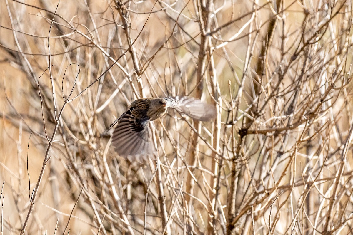 Plain-colored Seedeater - ML497211281