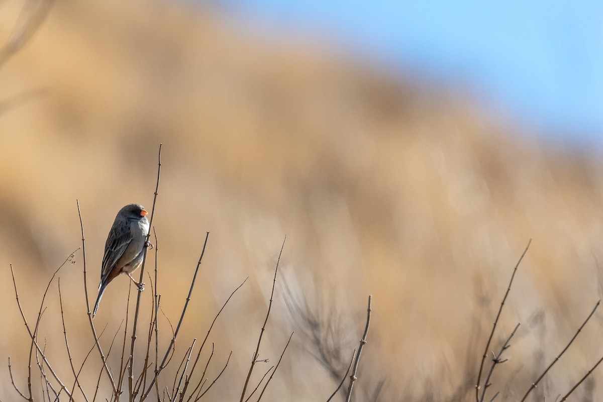 Plain-colored Seedeater - ML497211291