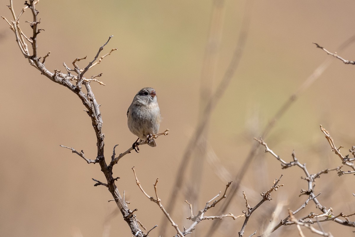 Plain-colored Seedeater - ML497211301