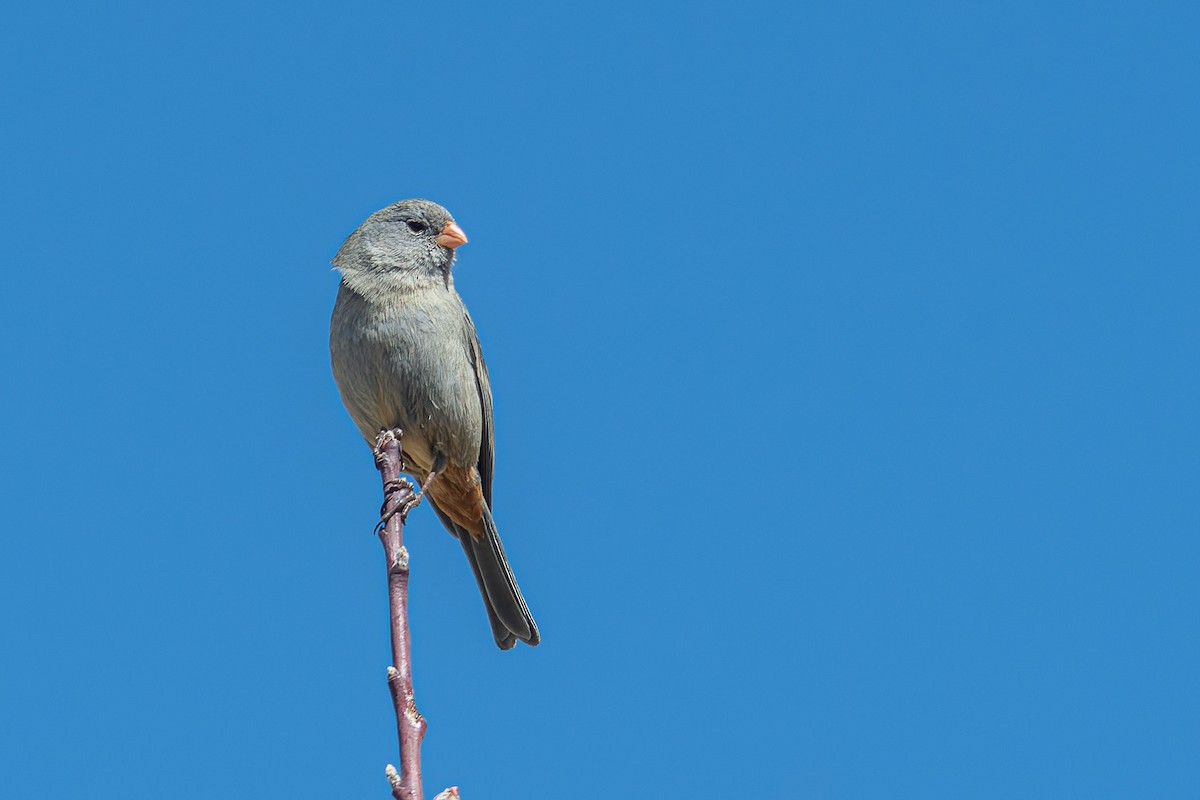 Plain-colored Seedeater - ML497211311