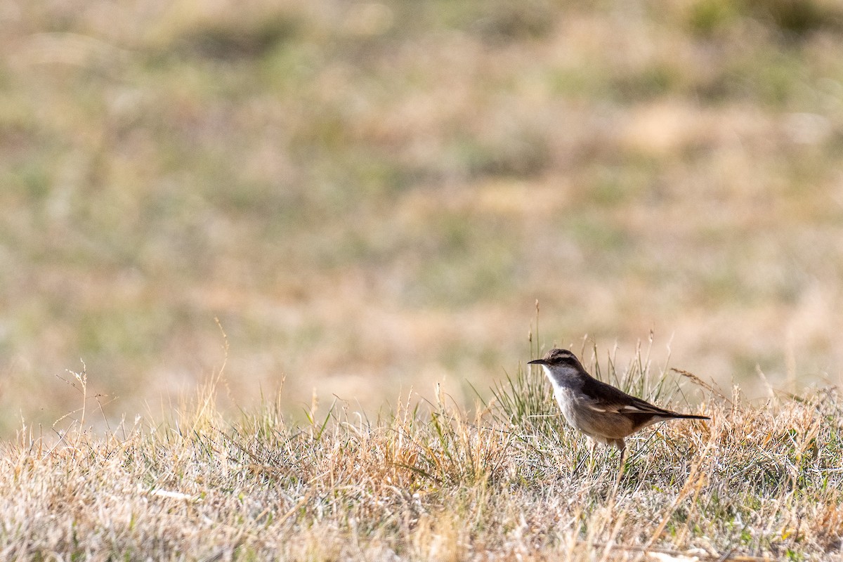 Cream-winged Cinclodes - ML497211441