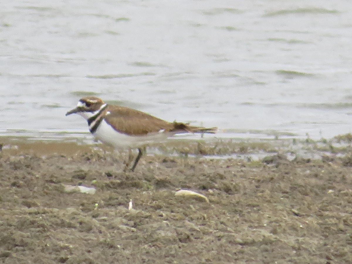 Killdeer - ML497211501