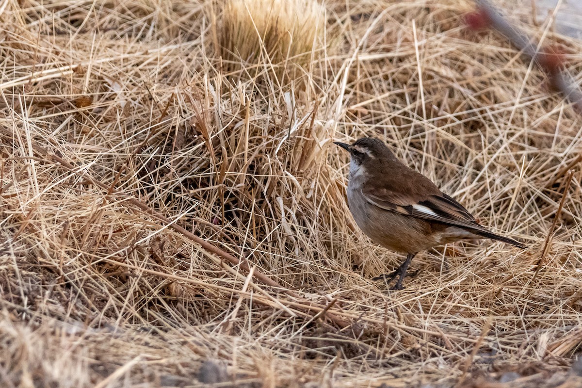 Cream-winged Cinclodes - ML497211801