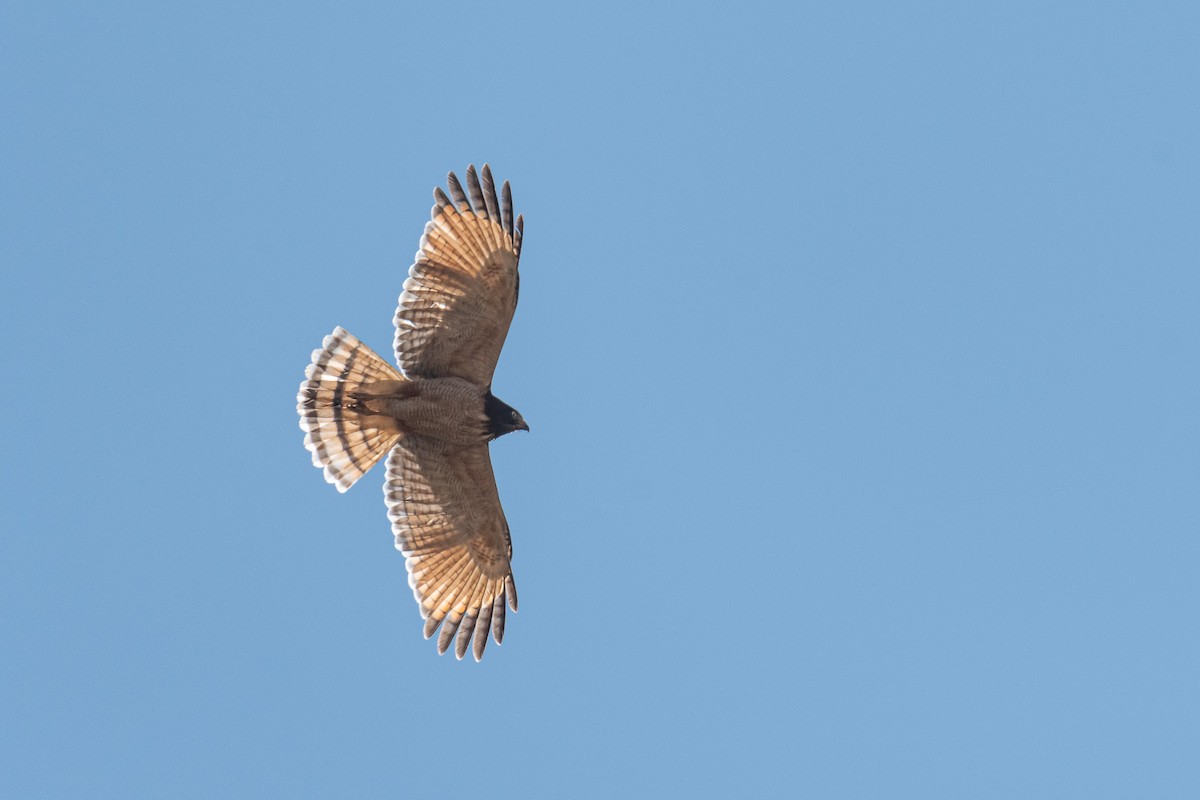 Roadside Hawk - ML497211851