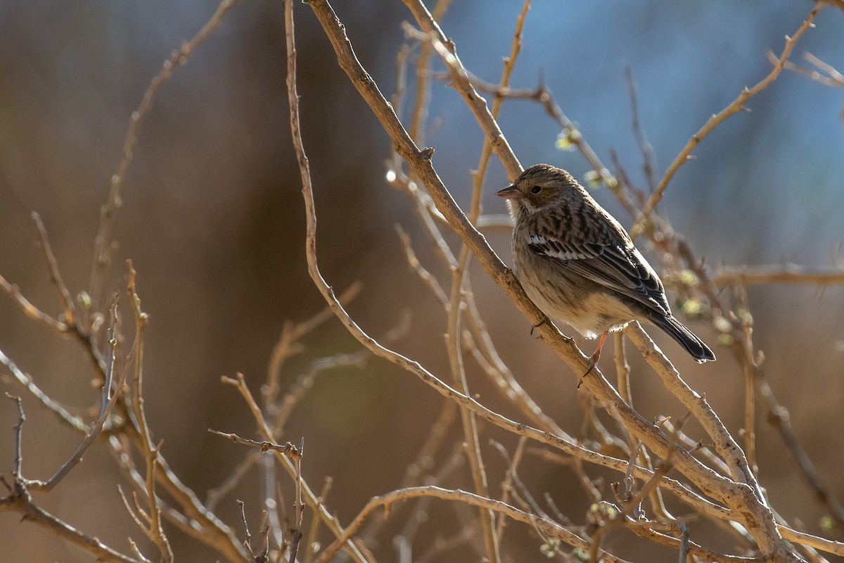 Mourning Sierra Finch - ML497211971