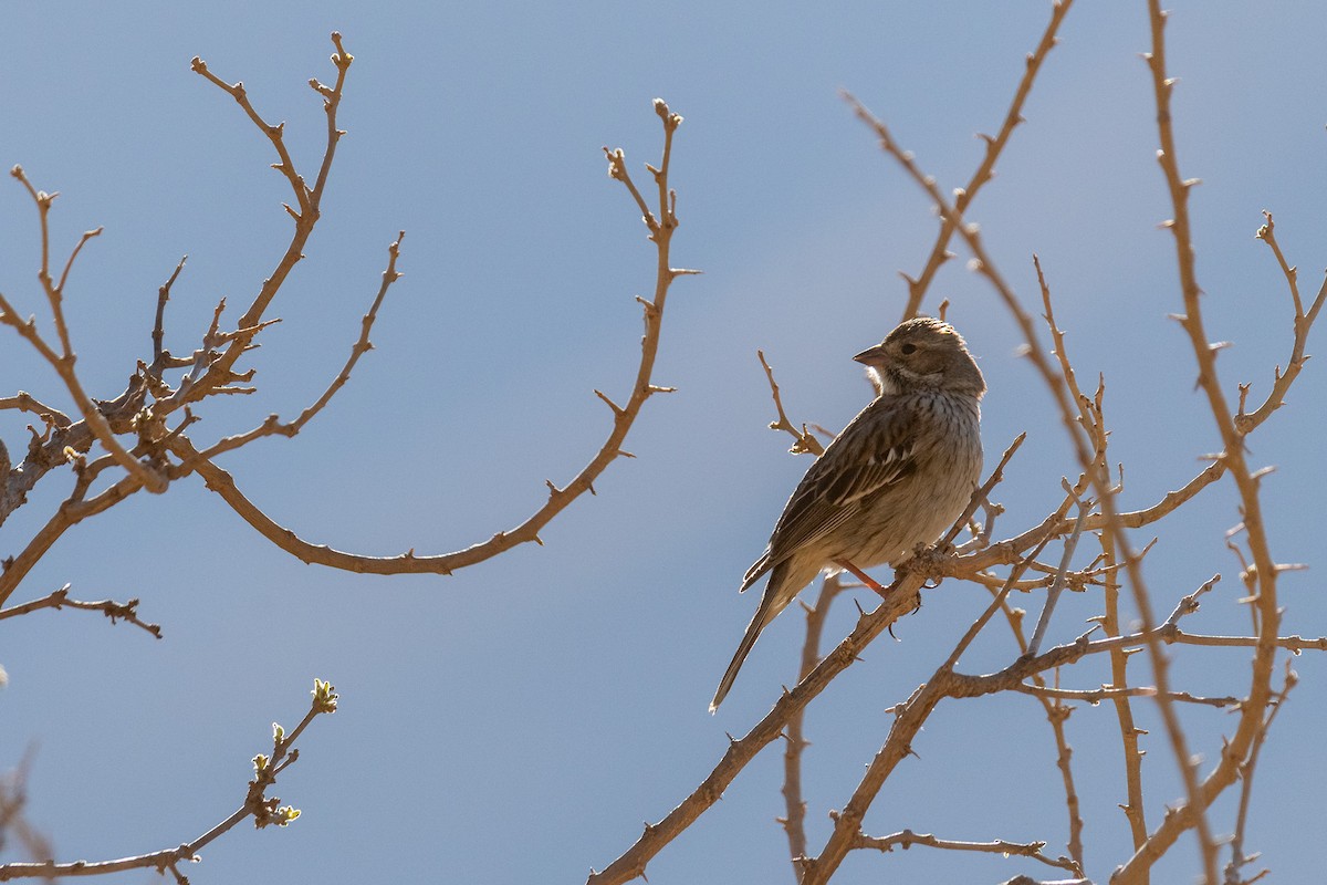 Mourning Sierra Finch - ML497211991