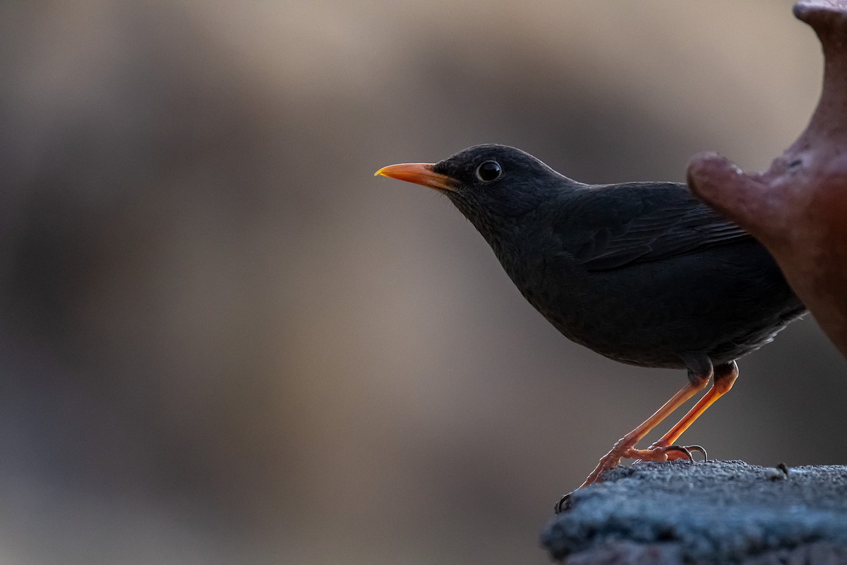 Chiguanco Thrush - ML497212081