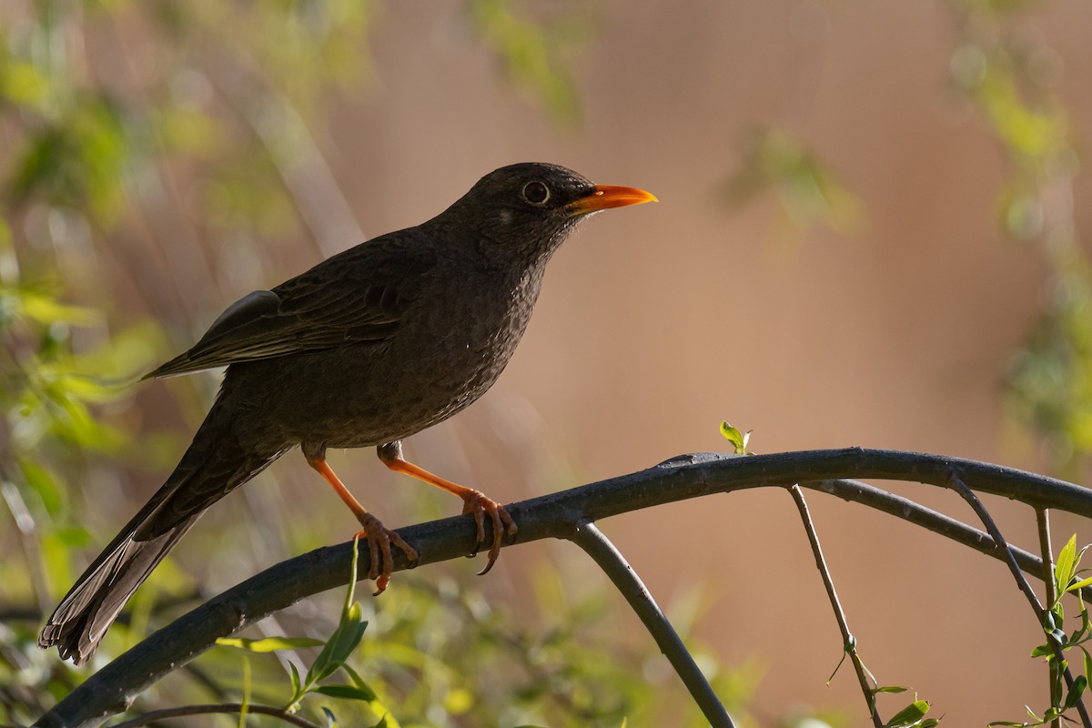 Chiguanco Thrush - ML497212091