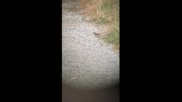 Grasshopper Sparrow - ML497212501