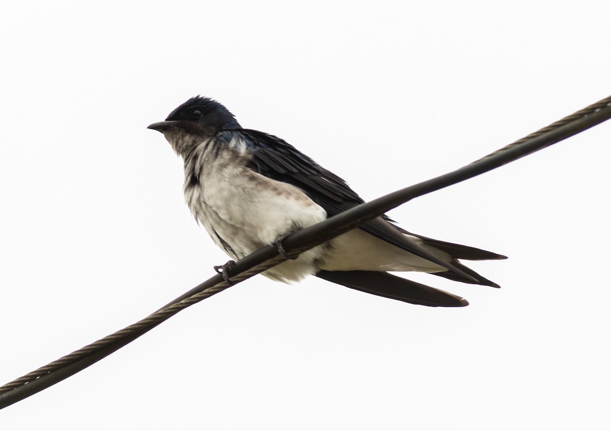 Gray-breasted Martin - Marcelo  Fernandes