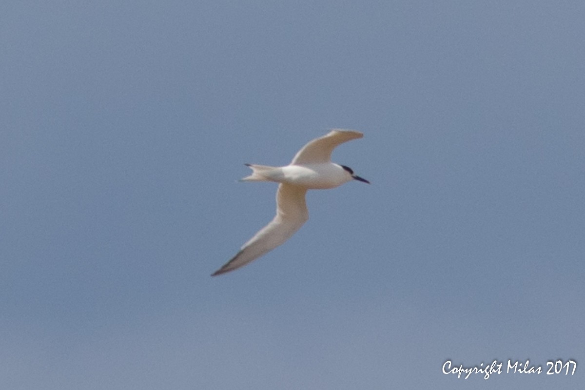 Sandwich Tern - ML49721451