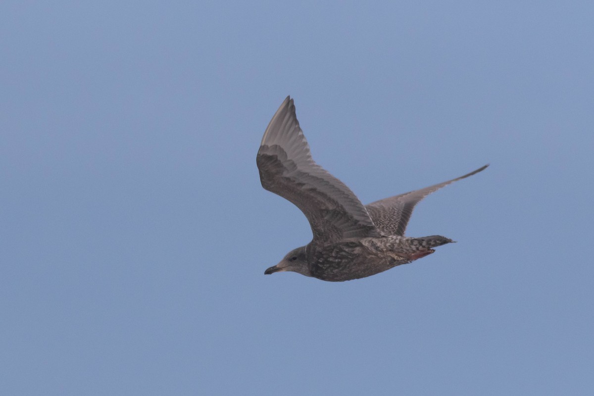 Gaviota Groenlandesa (thayeri) - ML497214931