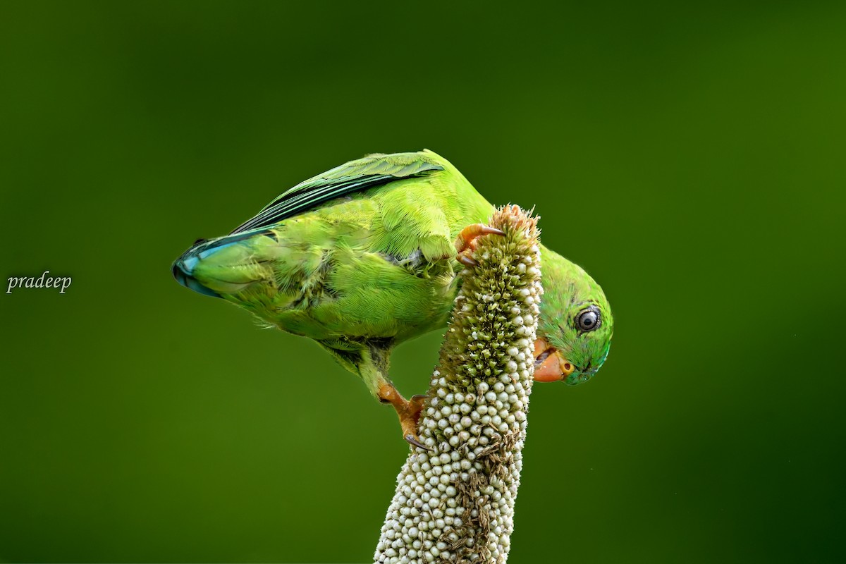 Vernal Hanging-Parrot - ML497214951