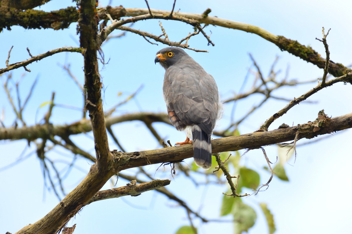 Roadside Hawk - ML497215241