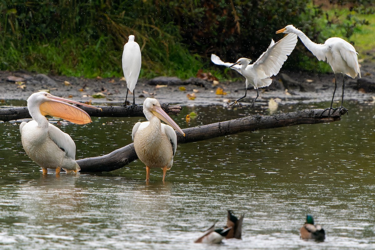 Snowy Egret - ML497219031