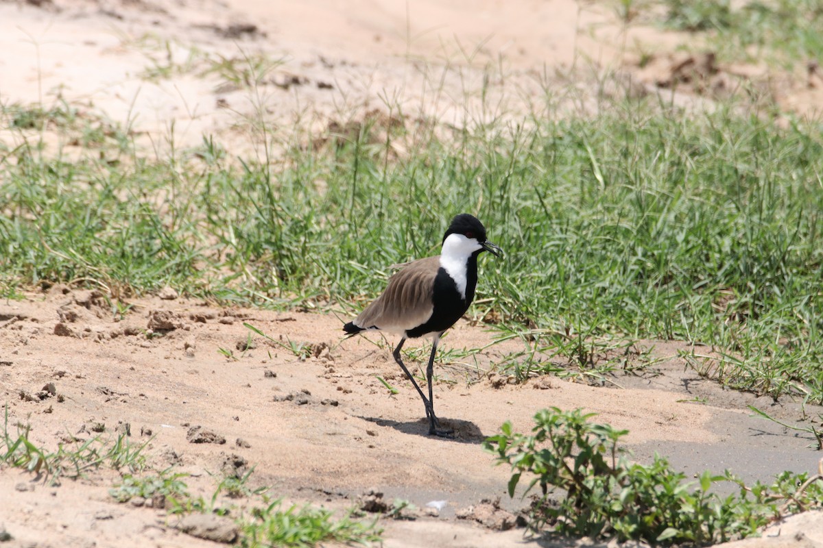 Spur-winged Lapwing - ML497219881