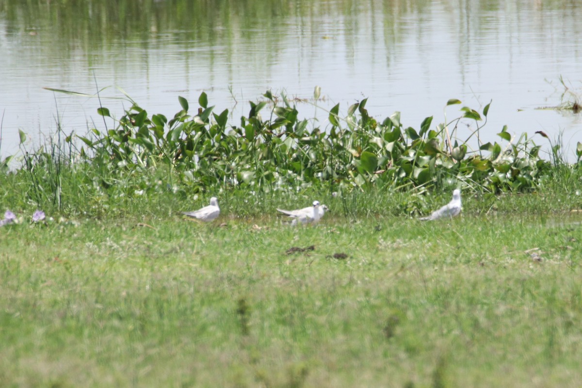 White-winged Tern - ML497220151