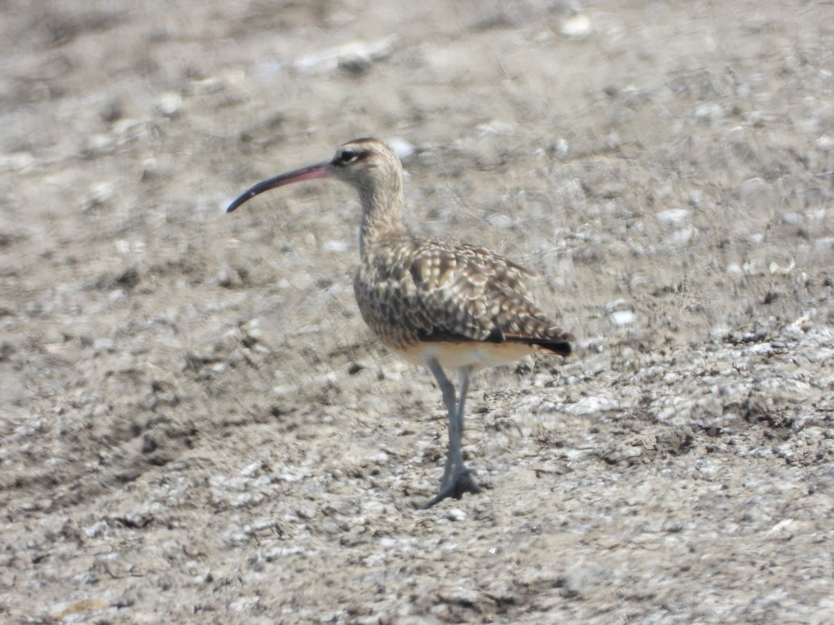 Whimbrel - ML497220171