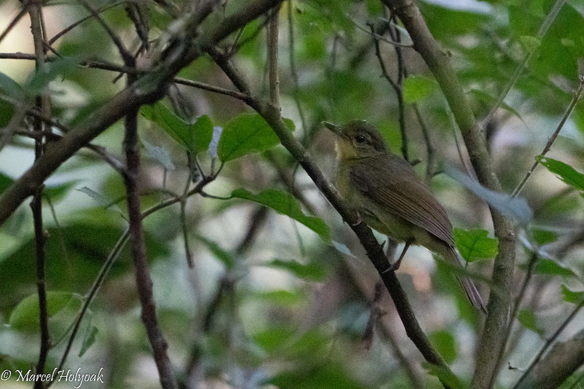 Bulbul ictérin - ML497220181