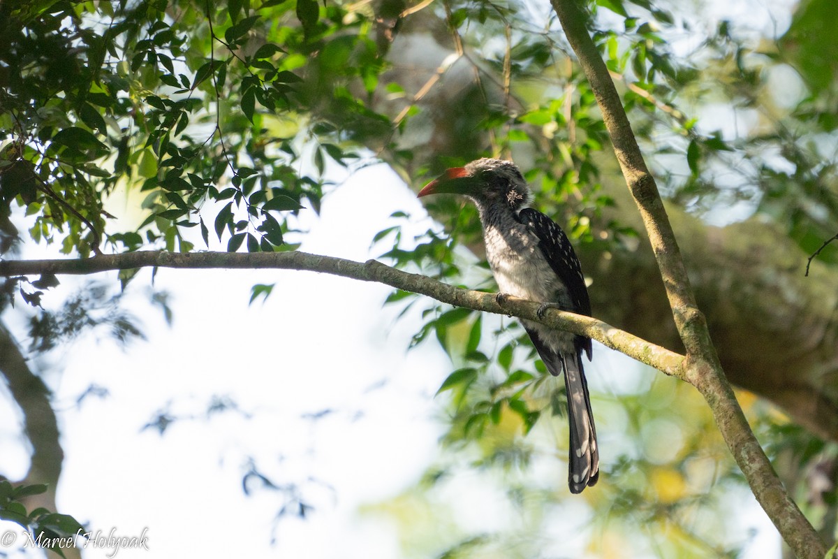 Eastern Dwarf Hornbill - Marcel Holyoak