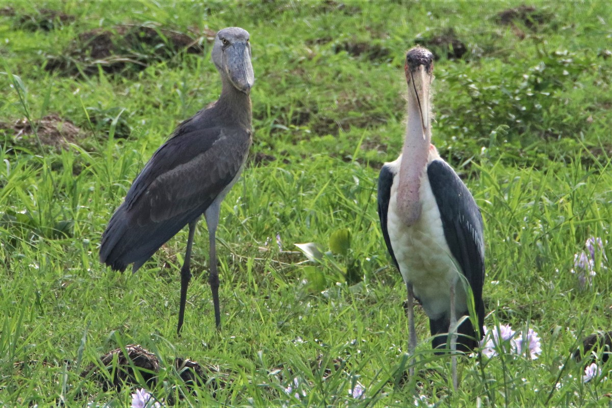 Shoebill - ML497221491