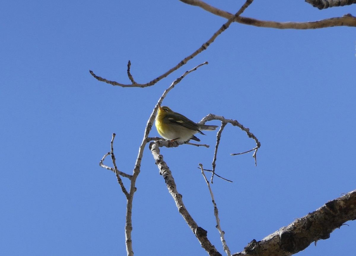 Northern Parula - ML497223641