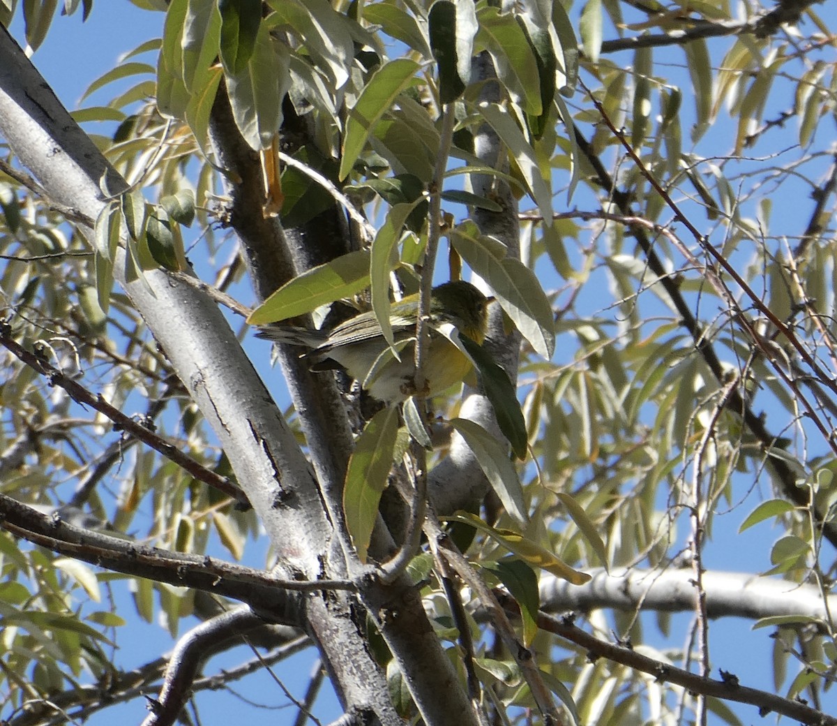 Northern Parula - ML497223651