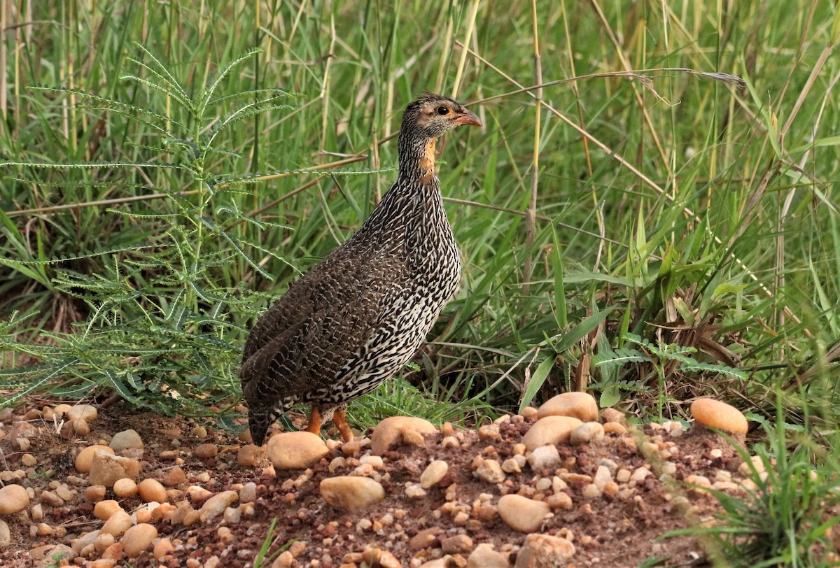 Francolin à cou jaune - ML497223821