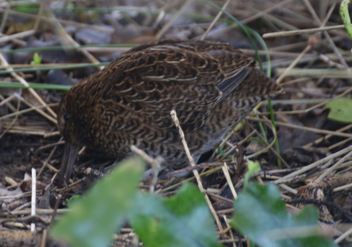 Snares Island Snipe - Bob Rigter