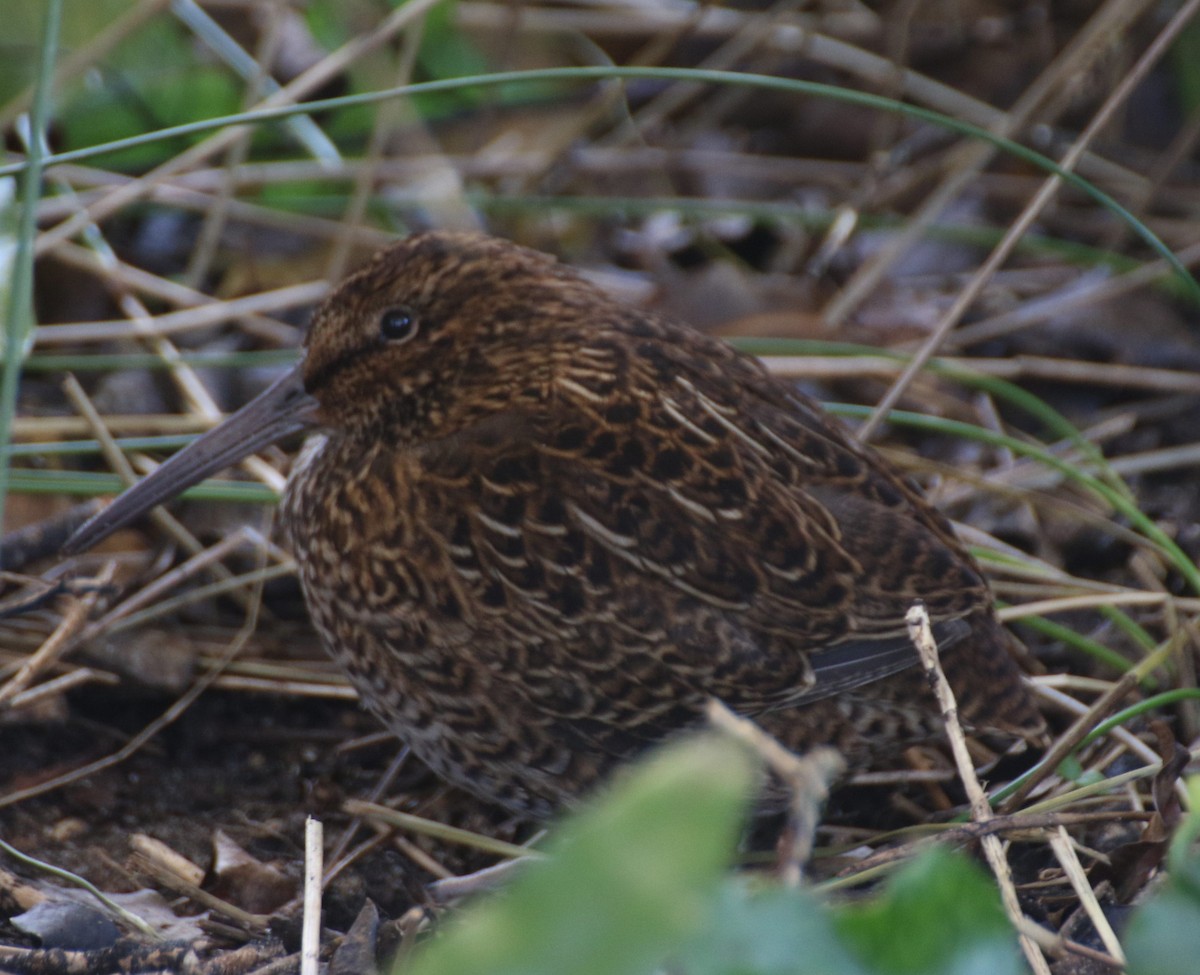 Snares Island Snipe - ML497224051