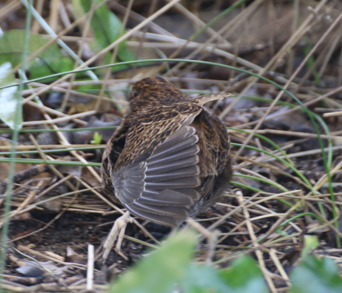 Snares Island Snipe - ML497224121