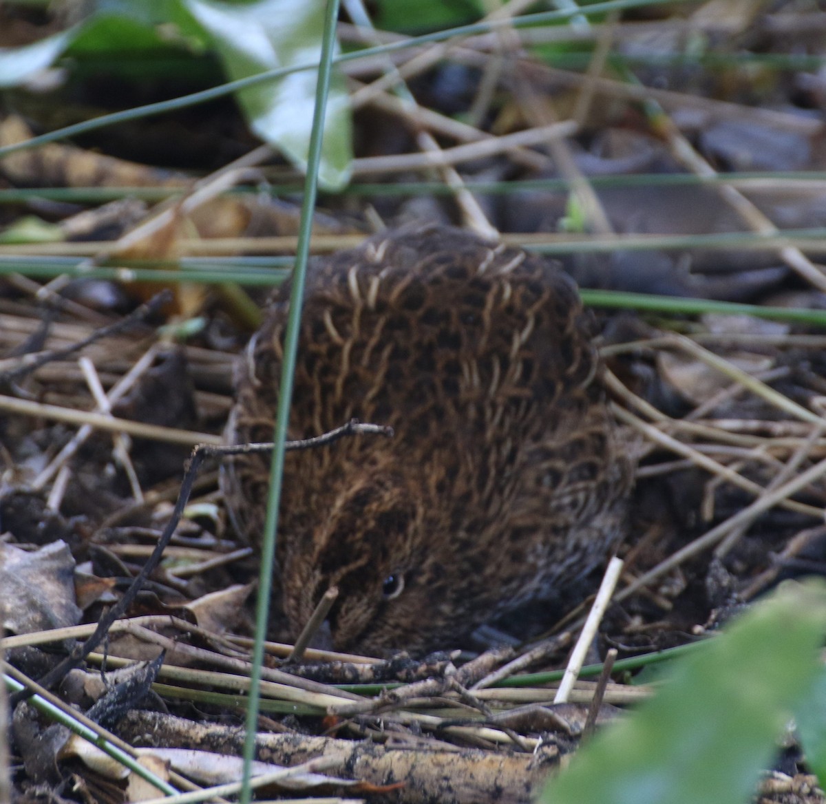 Bécassine des Snares - ML497224211