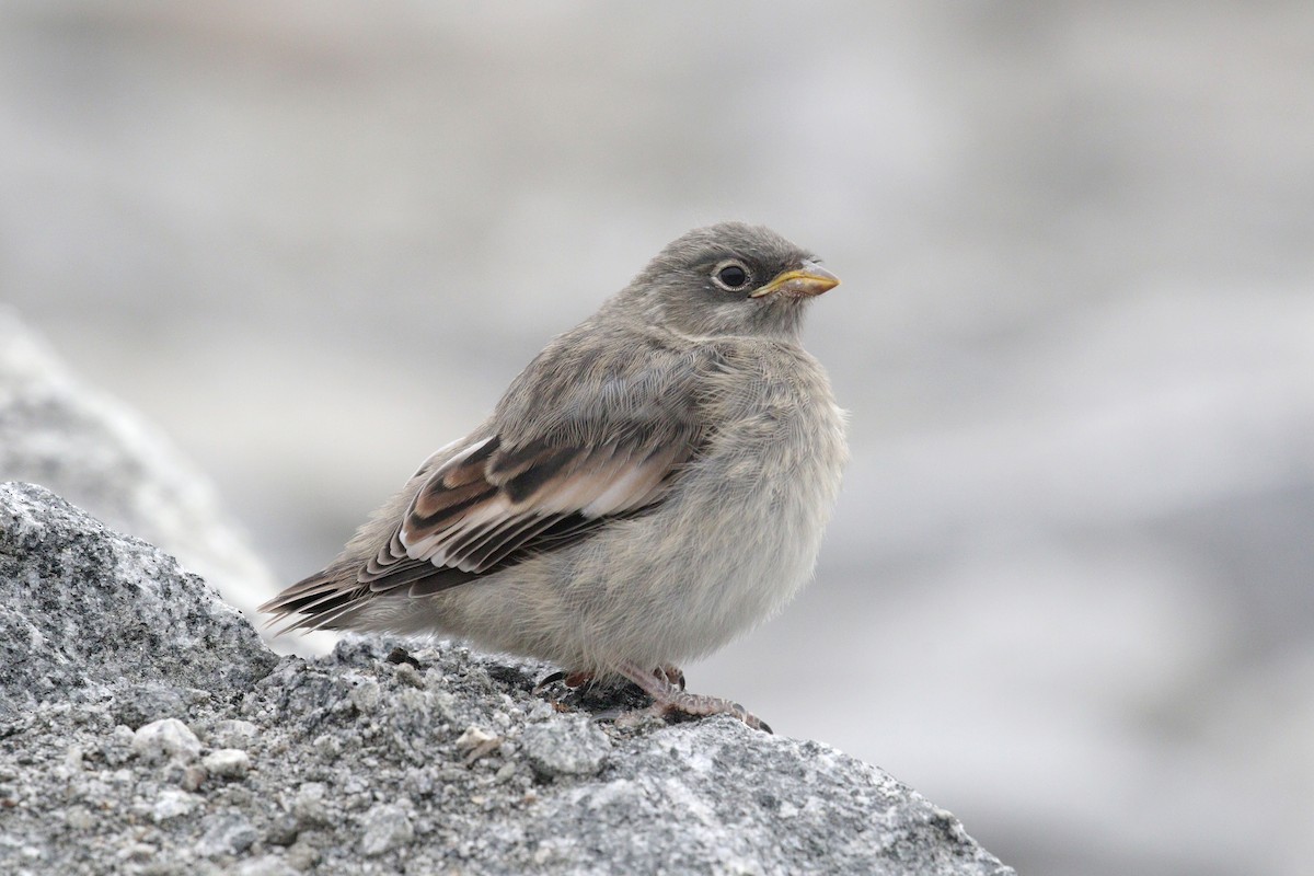 Snow Bunting - ML497224551