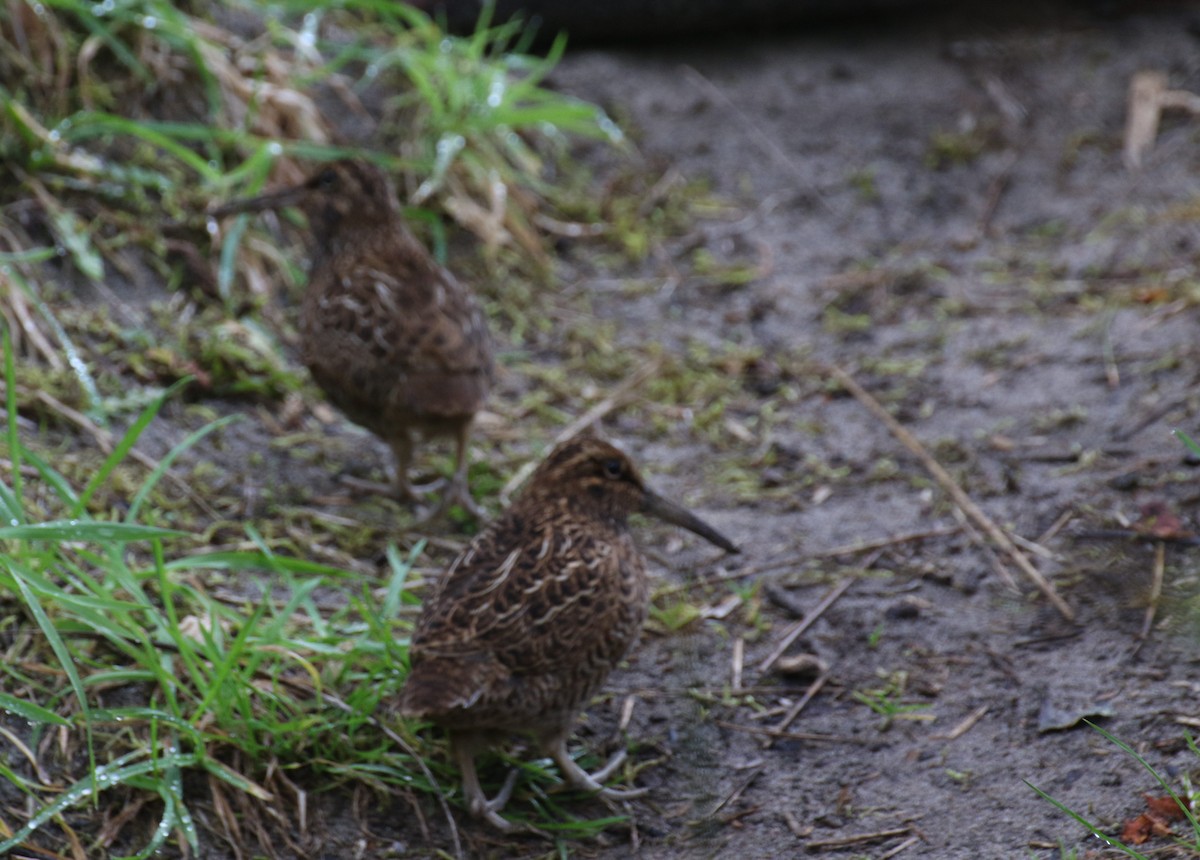 Snares Island Snipe - ML497225051