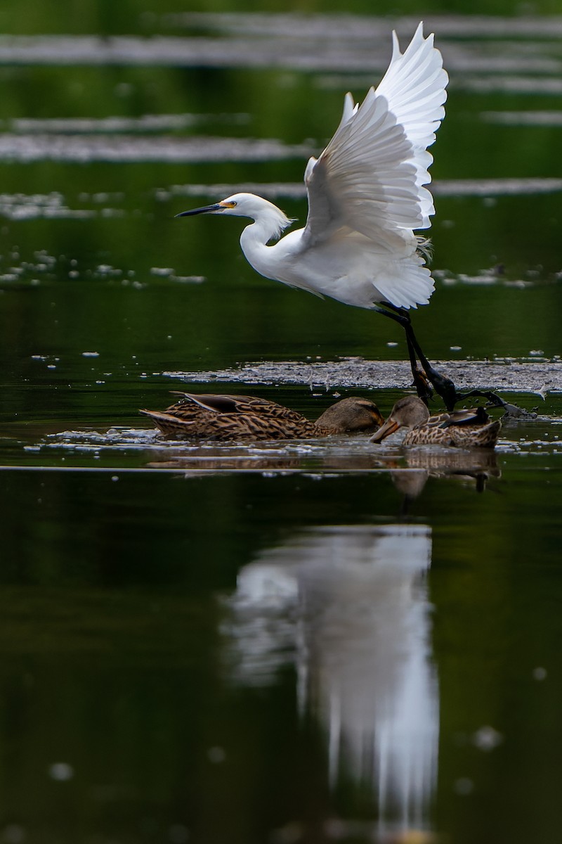 Snowy Egret - ML497225151