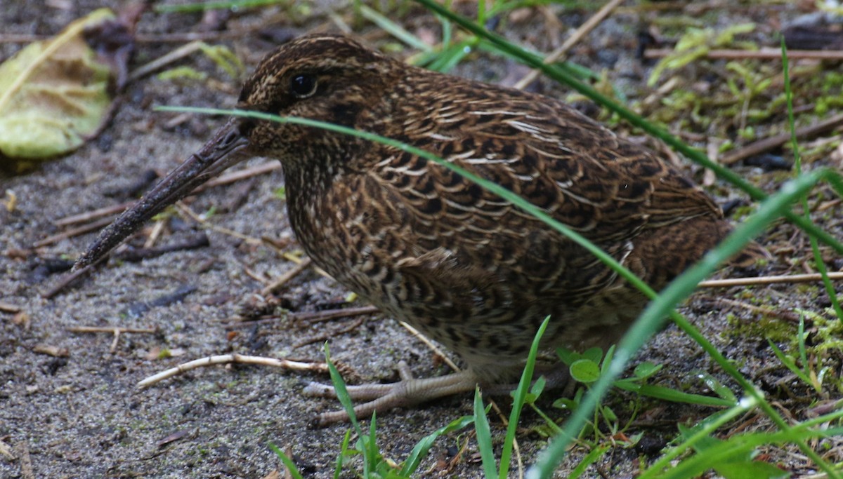 Snares Island Snipe - ML497225181