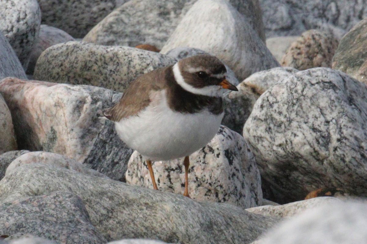 Common Ringed Plover - ML497226881