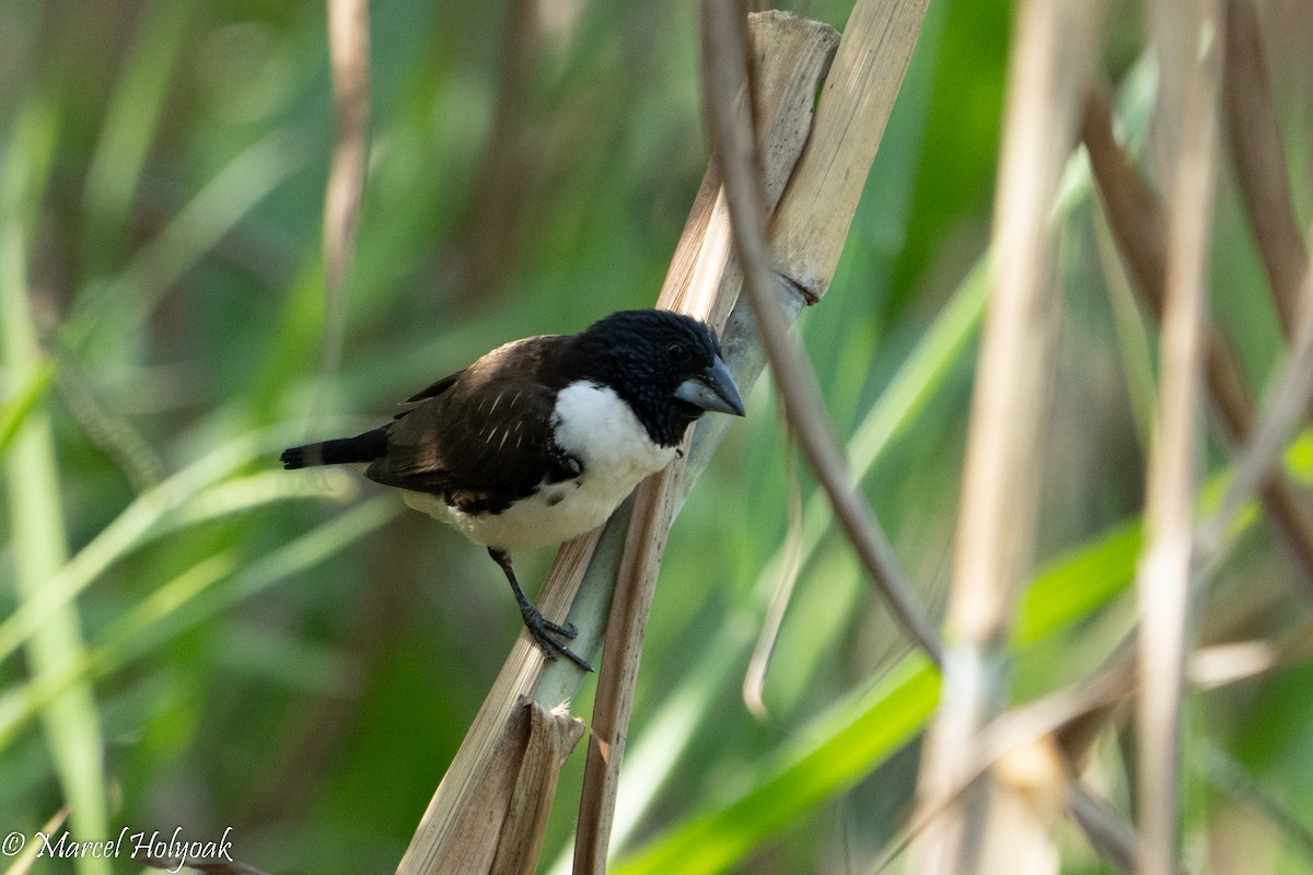 Magpie Mannikin - ML497227481