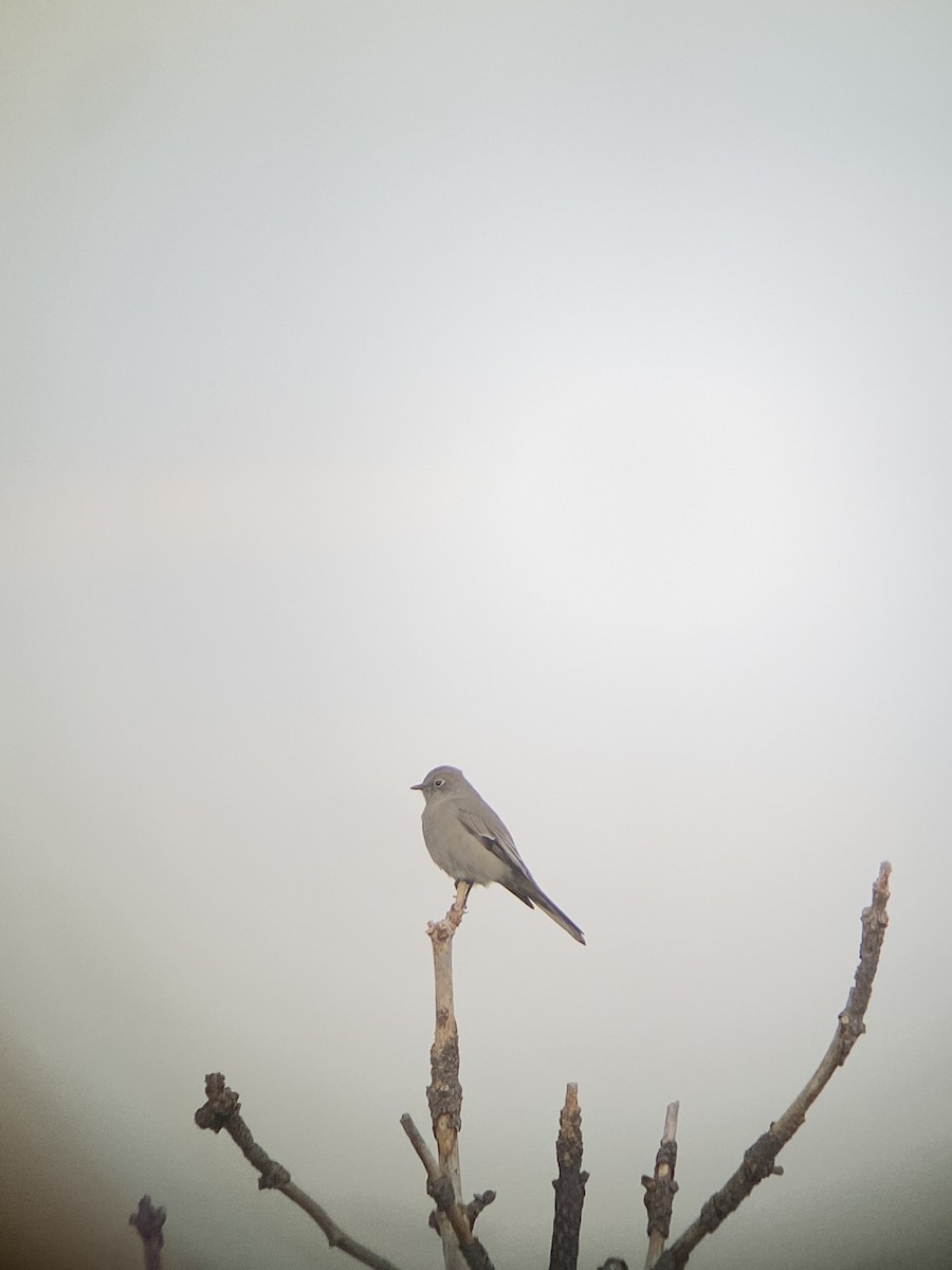 Townsend's Solitaire - jess garby