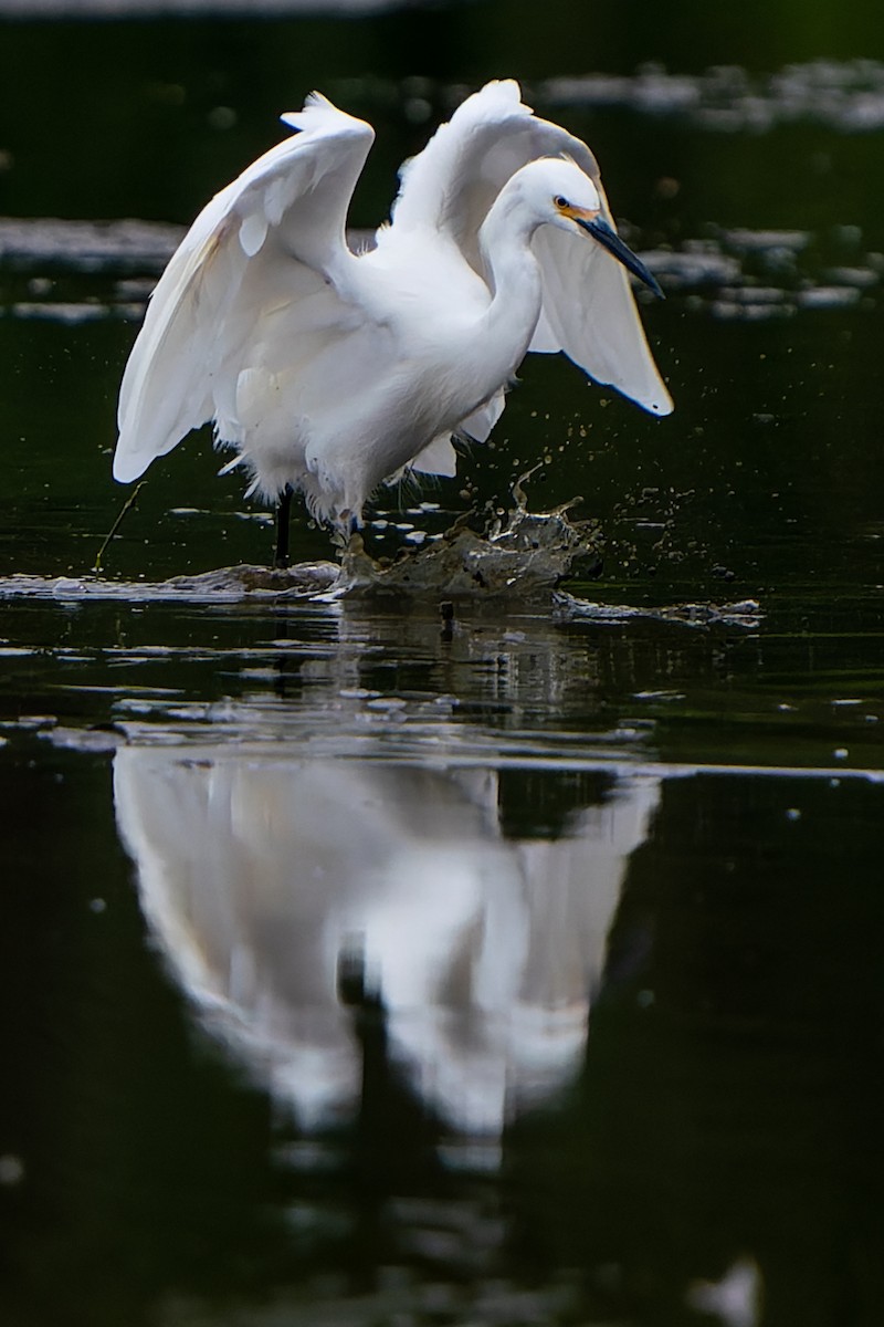 Snowy Egret - ML497227881