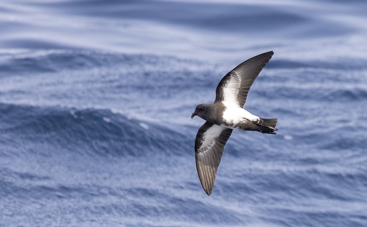 Black-bellied Storm-Petrel - ML497228391