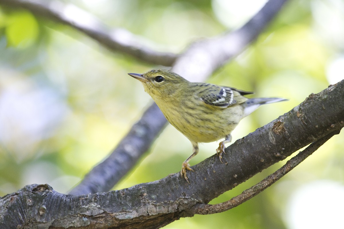 Blackpoll Warbler - ML49722861
