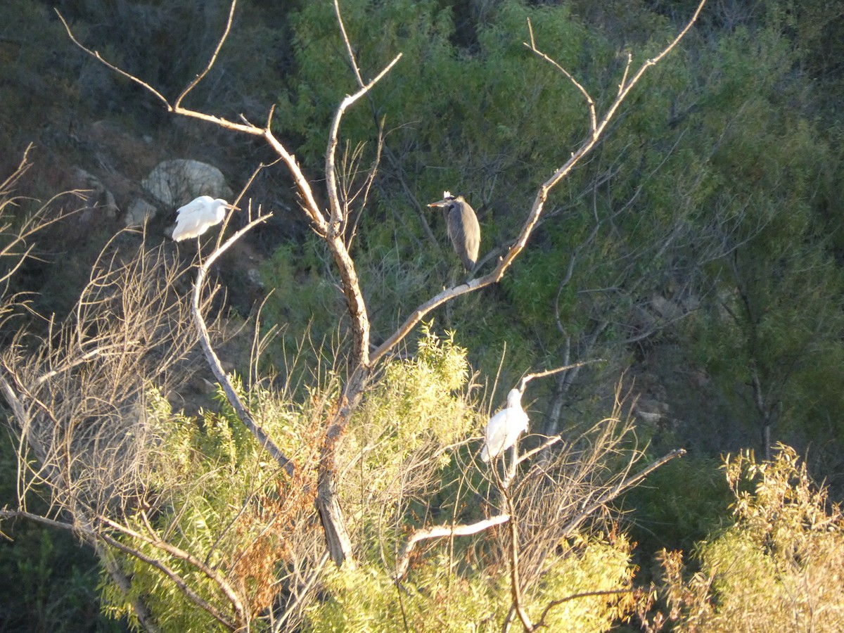 Great Egret - Lisa Willemsen