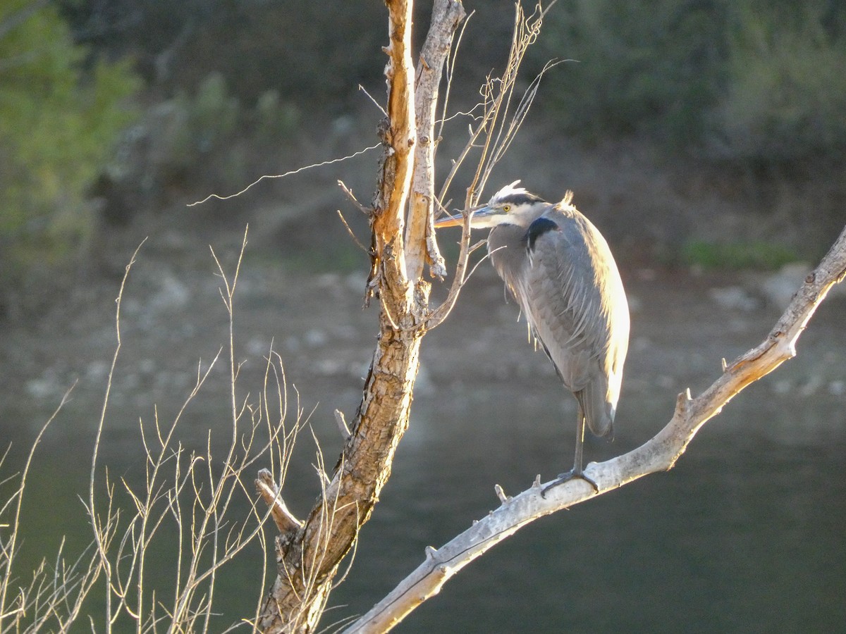 Garza Azulada - ML497229011