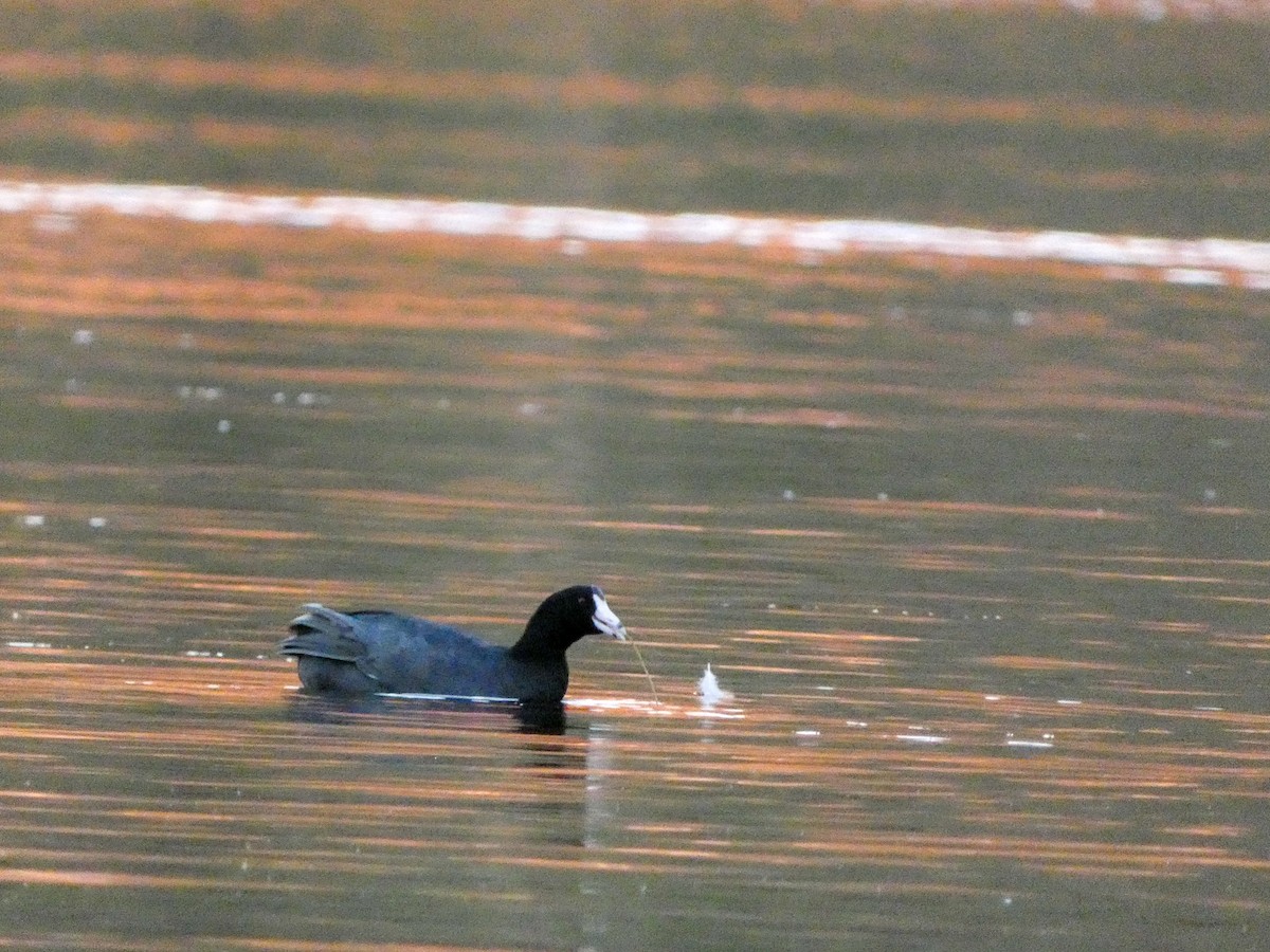 American Coot - ML497229061